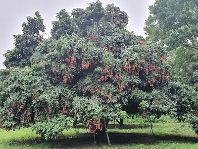 Litchi Garden
