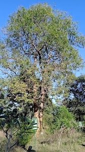 Bhija tree