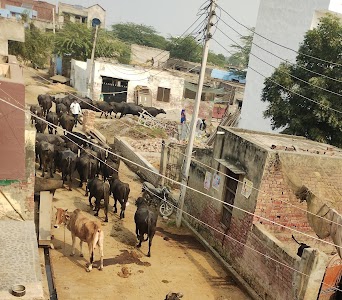 Binder dairy