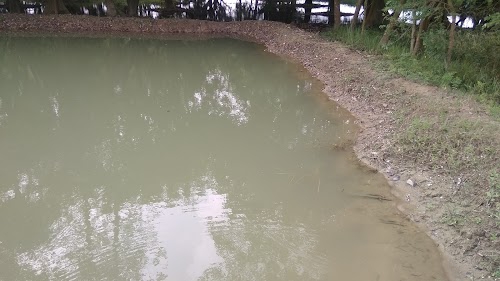 Saran Fish Seed Supliyer
