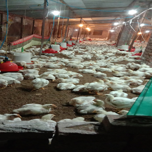 Rajpur agro based poultry farm
