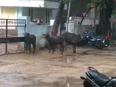 Madhura Nagar Colony, Gachibowli