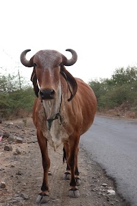 Nilavada