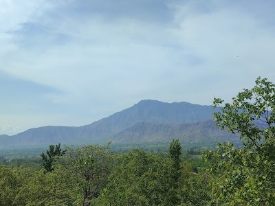 Forests of kavil
