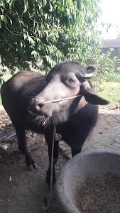 Nehrosa