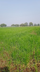 Lodhi farm house