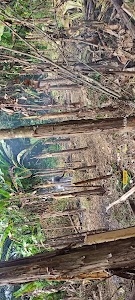 Banfera