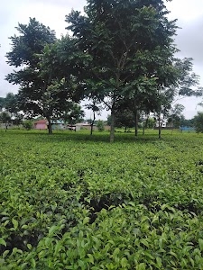 Falimari