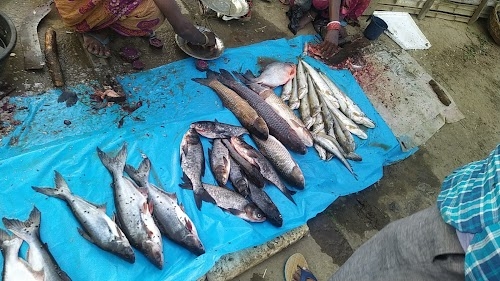Medni Chowki Fish Market