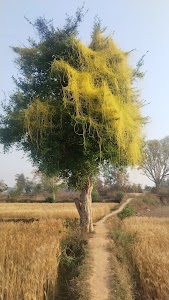 Lalji Chowk