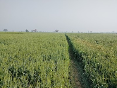 Dhamari
