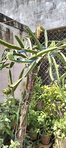 Santosh Nagar