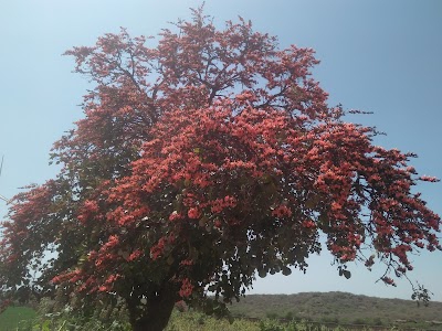Vadasar