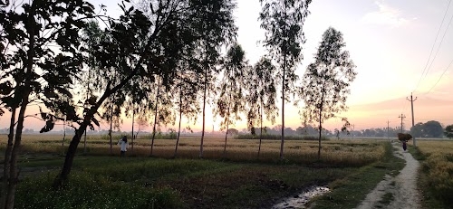 Punargi