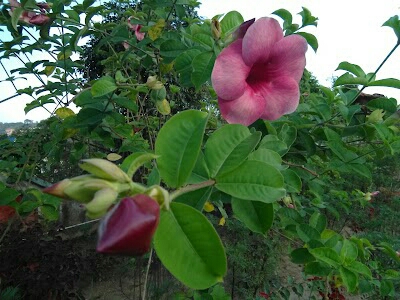 Kaliganj