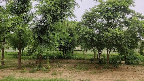 Jato ka mohhala