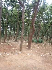 Morada
