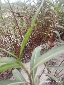 Firozpur