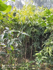 Meerpur Kamruddin Nagar