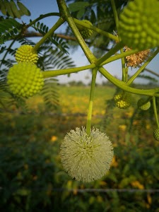 Soni Farms