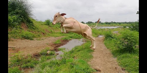 Vadnagari
