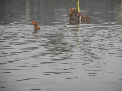 Rudrapur