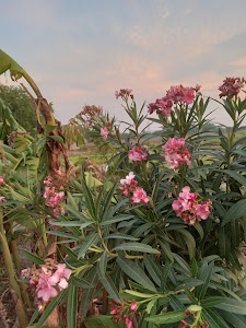 Ariyar
