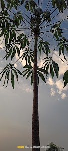 Paniyari