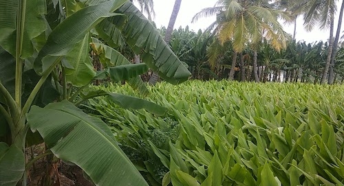 Prabakaran Murugasamy Thotam