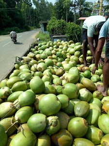 Srikakulam Coconut (Nariyal Pani ) Suppliers Union Association