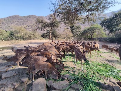 Pushkar Deer Park