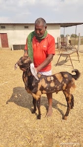 Zenith poultry and goats farms