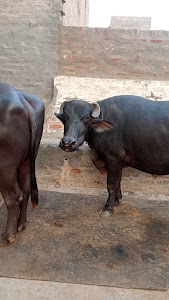 Raju Dairy Farm