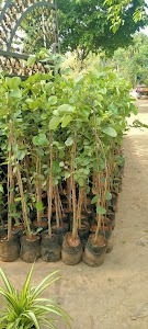 Nilbagan