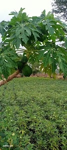 हरीश सब्जी फार्म पाऊवारा