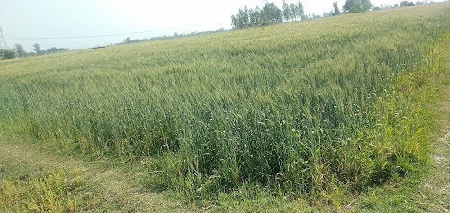 Jindpur
