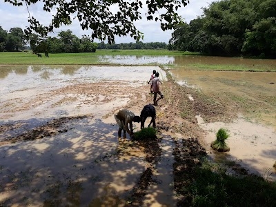 Dulia Gaon