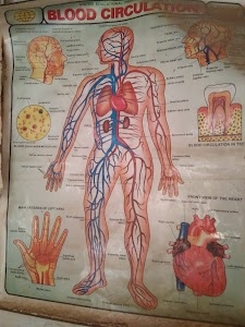 Krishna Medical Store