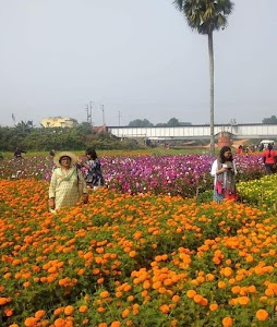 Valley of flowers Champadali