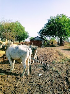 Jaliya