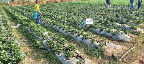 Farmers Field School