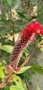 Silai Baragaon