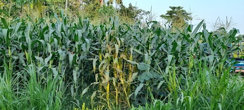 Shani Arjun