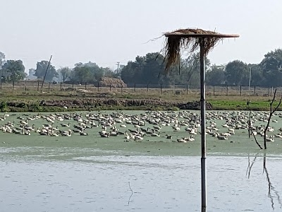 Gharana wetland