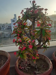 Niti Marg garden