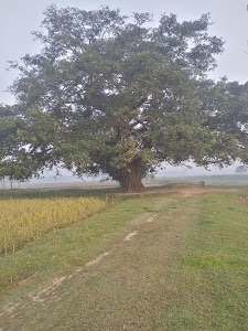 Pamra