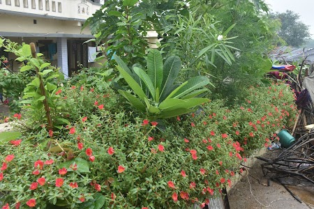 Radhanesda Primary School