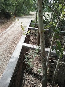 Behandar Kala