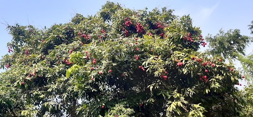 Muradpur Bangra NH 28