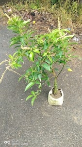 Bengal Garden Nursery
